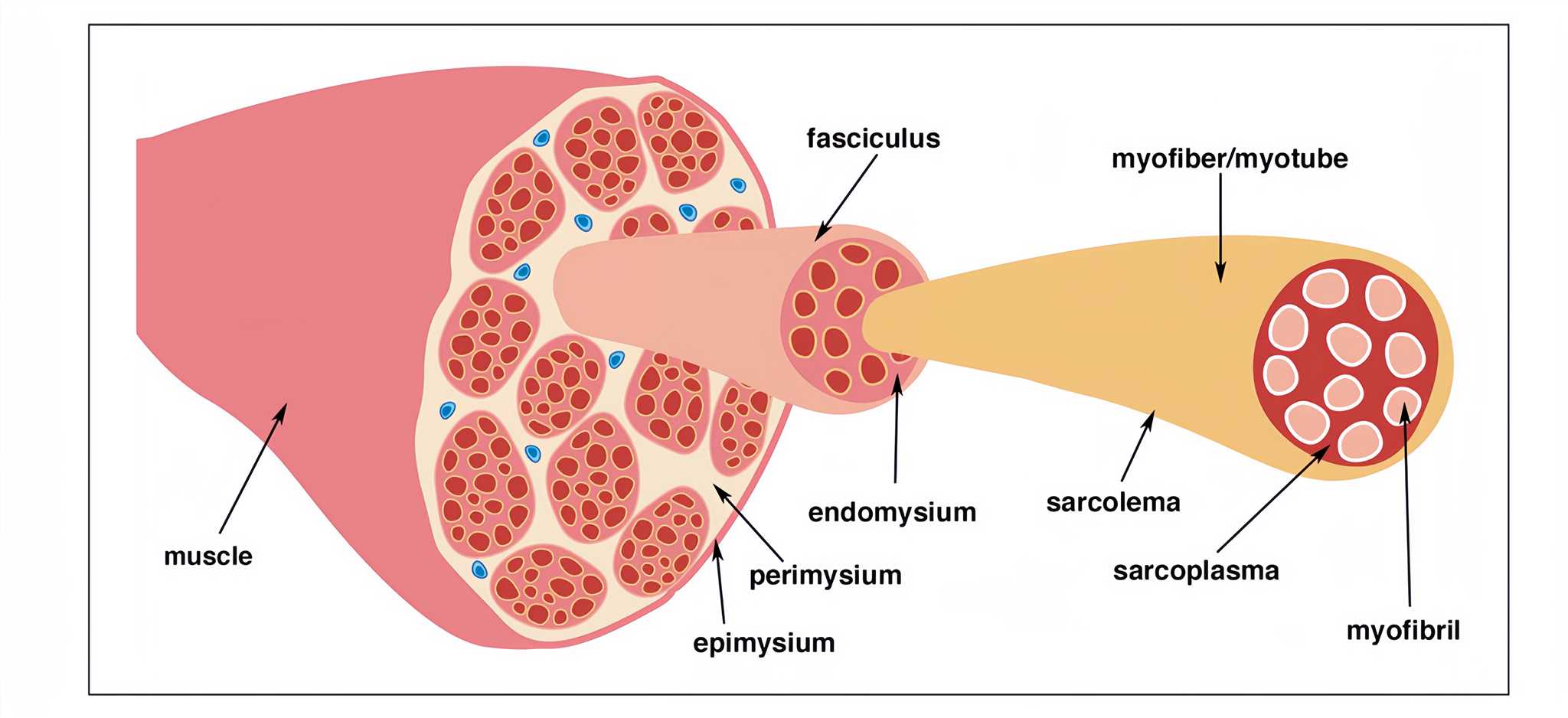 Structure of muscle