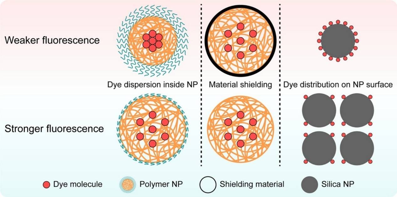 Nanoparticles for Therapeutic Cargos Fluorescent Dyes