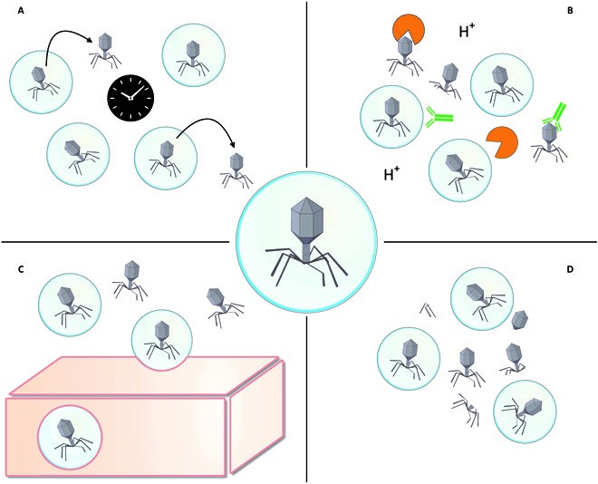 Properties of encapsulated phages that may improve phage therapy.