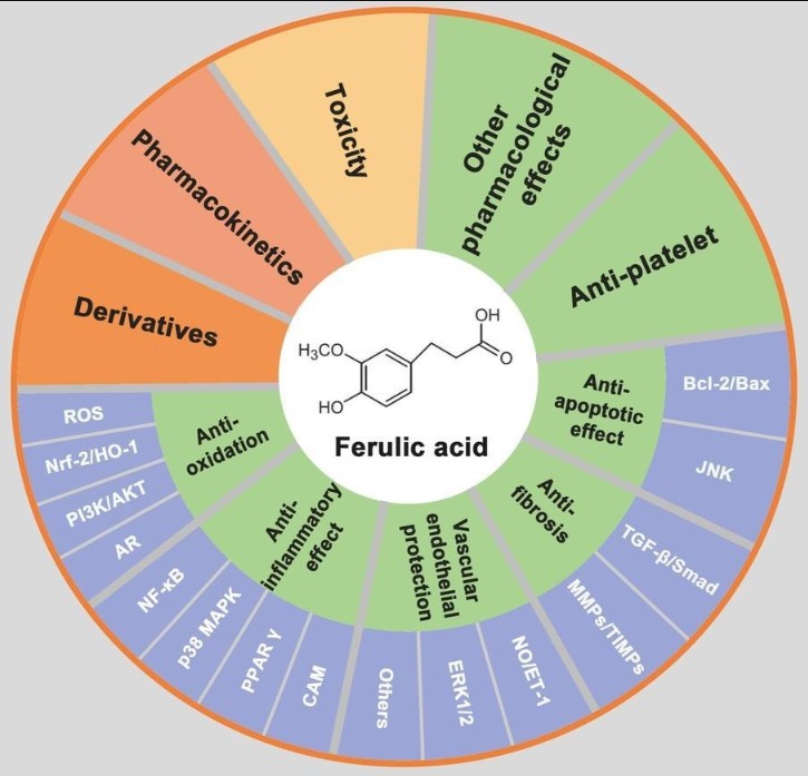 Figure 1. Biological function mechanism and structure of ferulic acid. (Li D, et al.; 2021)