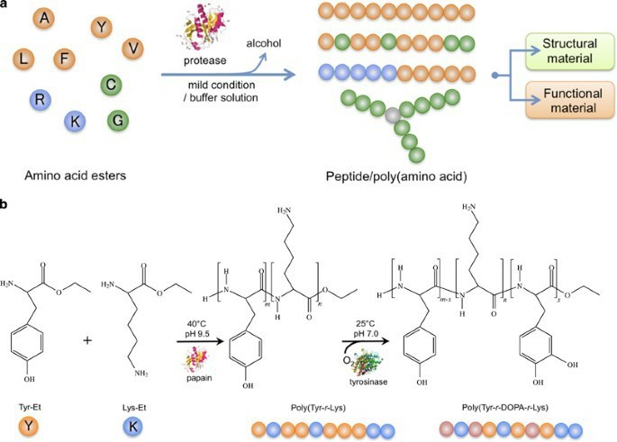 Chemo-enzymatic synthesis of peptidepolyamino acids.Keiji Numata, et al.2015