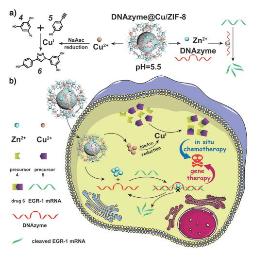 Figure 1. Bimetallic Cu/ZIF-8 MOF material enables gene therapy and in vivo autogenous treatment with chemotherapeutic agents.