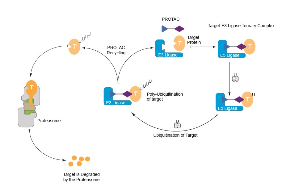 Functional mechanism of PROTACs.