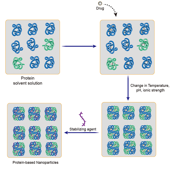 Protein-based Nanoparticles drug loading process