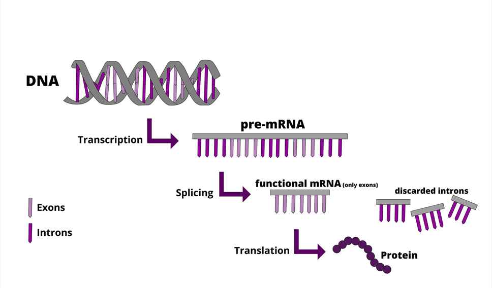 protein-production