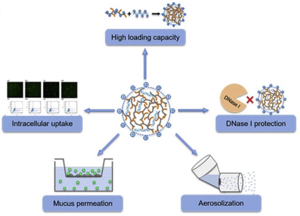 Figure 1. PEGylated chitosan/plasmid nanocomplexes. (Kaifeng Chen, et al. 2019)