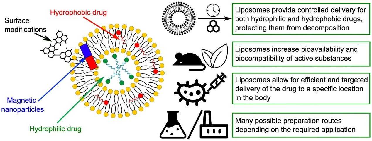 Figure 1. Liposomes delivery systems. (Dymek M, 2022)