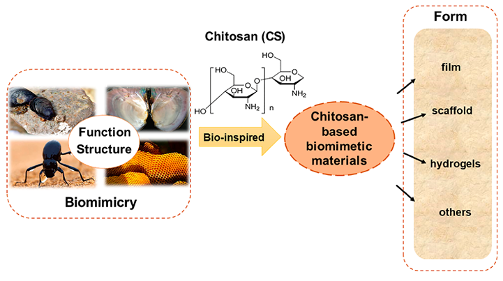 Research Progress of Medical Chitosan Hydrogels