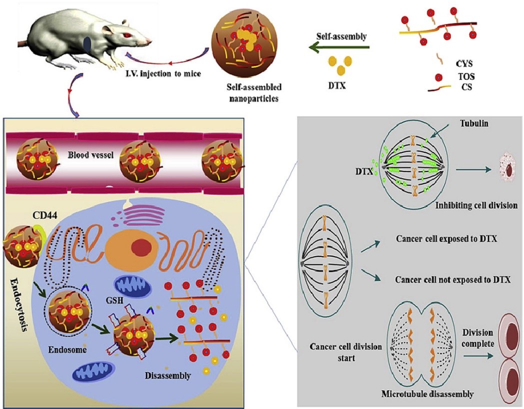 Figure 1. Chondroitin sulfate-based redox-responsive nanoparticles. (Abdur Rauf Khan, et al.; 2020)