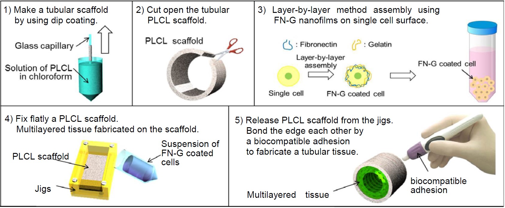 Figure 1. Fabrication of arterial-like tubular tissue using PLCL scaffolds. (Y. Yamagishi, et al.; 2014)