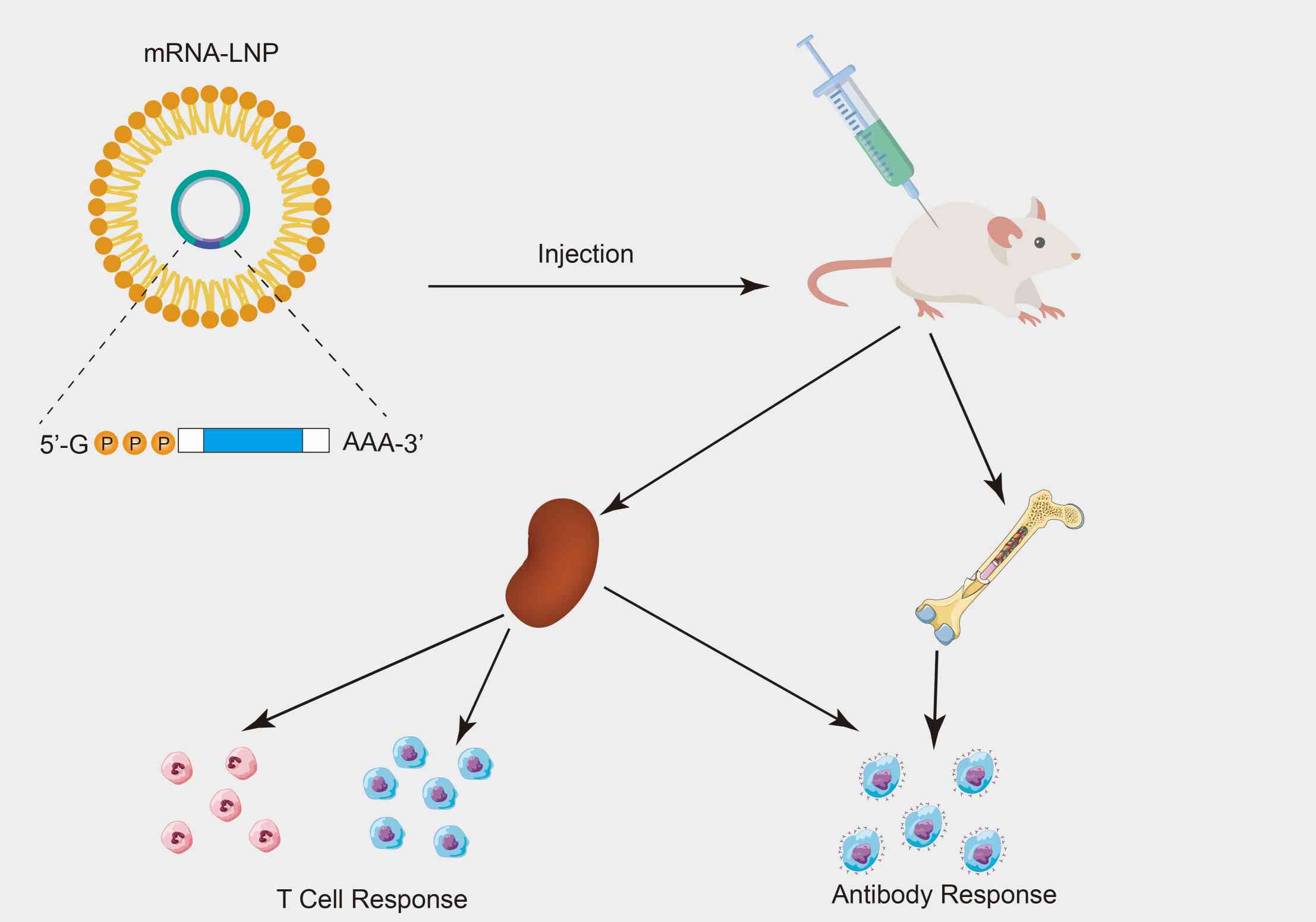 Figure 1. Schematic of mRNA-LNP process development.