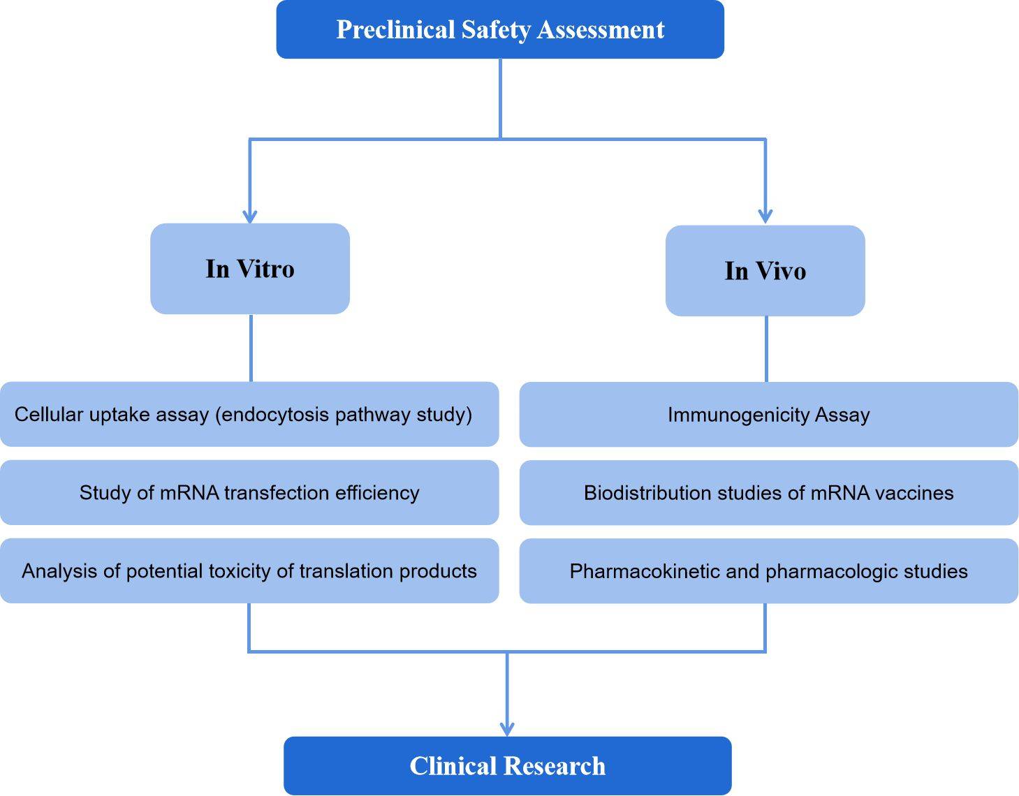 Figure 4. Schematic diagram of Preclinical safety evaluation.