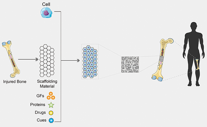 tissue-engineering-scaffold