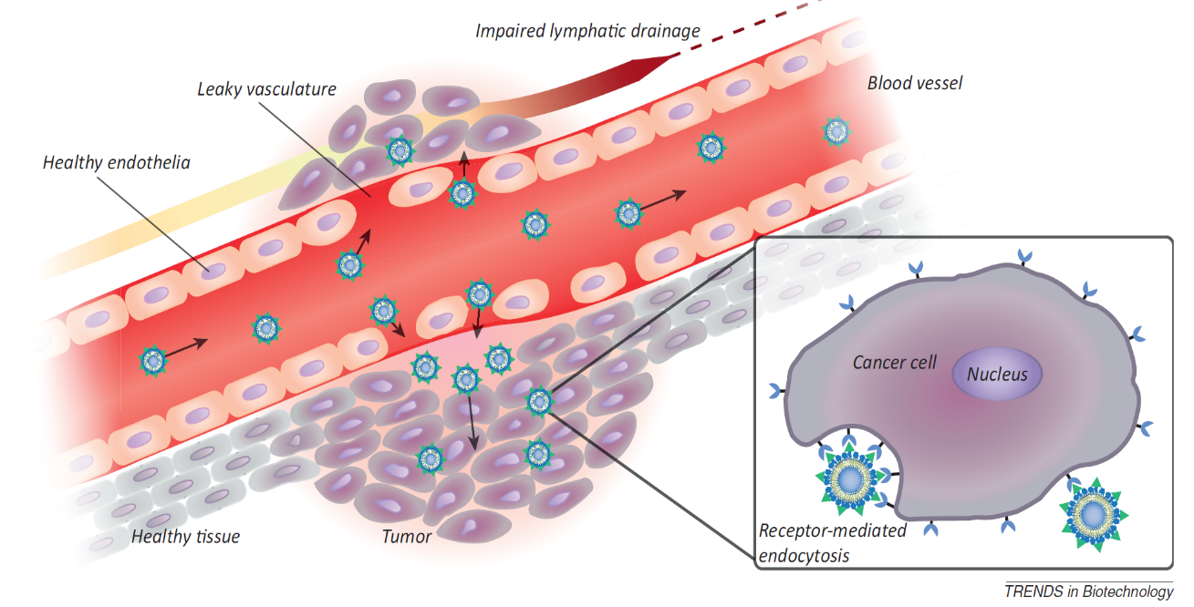 Organelle & Cell & Tissue Targeting Liposomes Formulation and Development