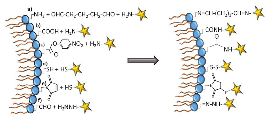 Organelle & Cell & Tissue Targeting Liposomes Formulation and Development-1