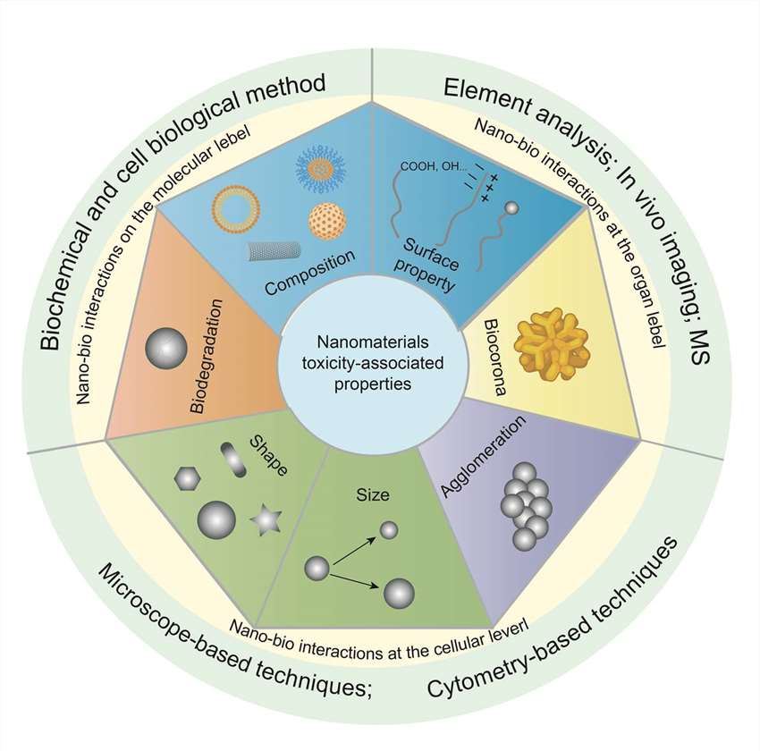 Factors affecting nanoparticle toxicity.