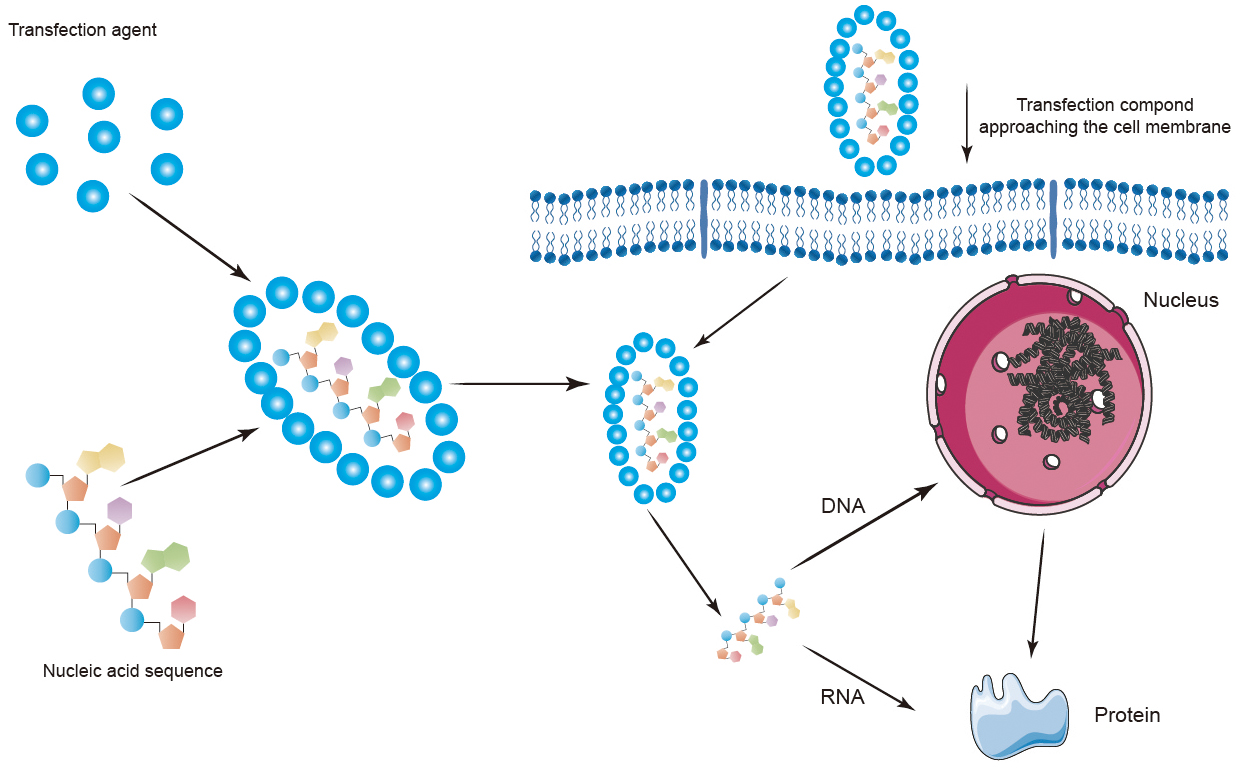 Schematic illustration of cell transfection