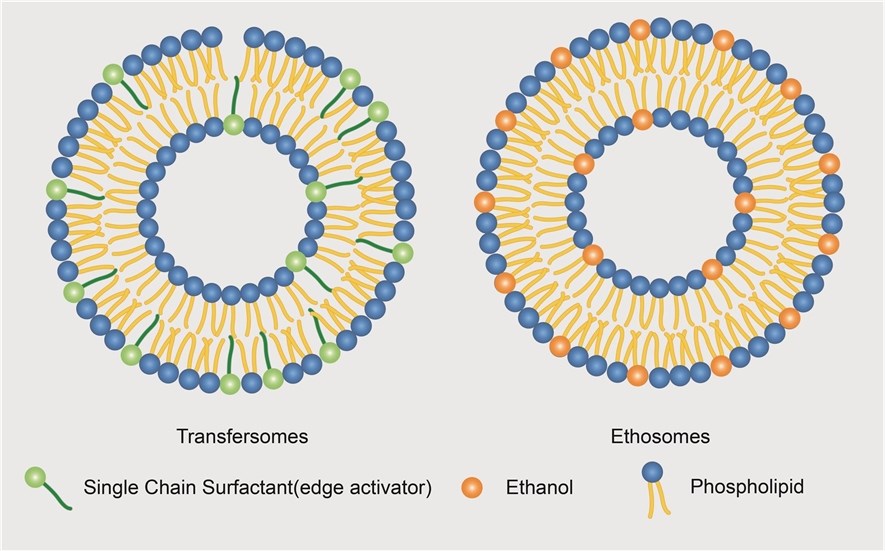 Transfersomes and Ethosomes Production