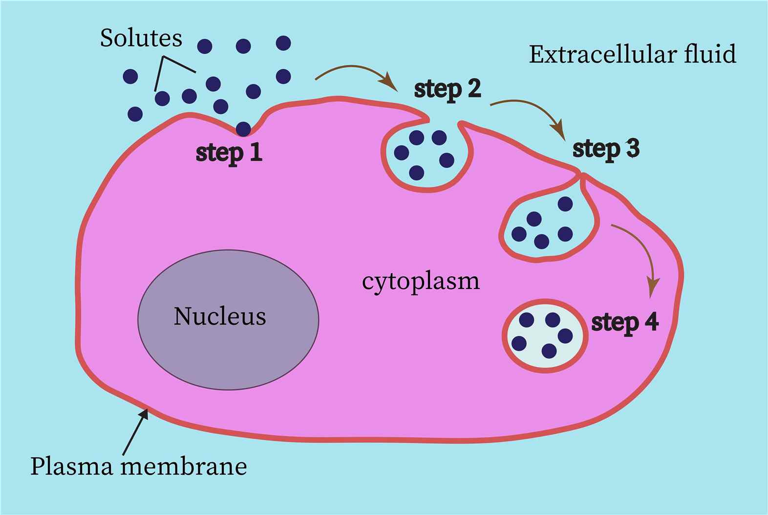 transporter-uptake-reagents