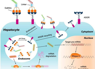 GalNAc Drug Delivery System