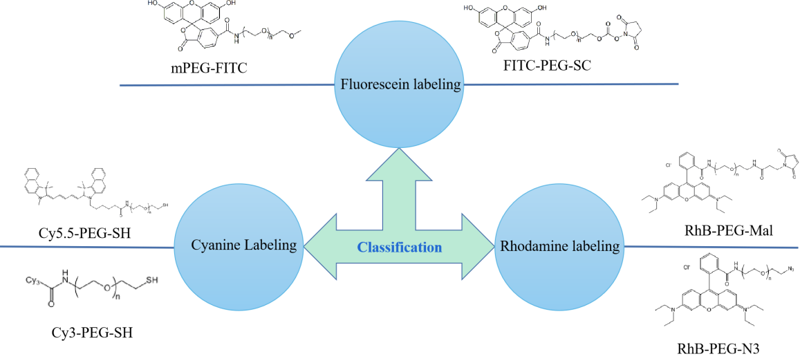 PEG derivatives for Drug Development