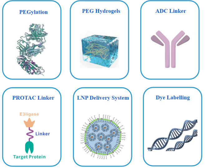 PEG derivatives for Drug Development