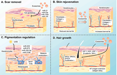 Biomolecules present in exosomes