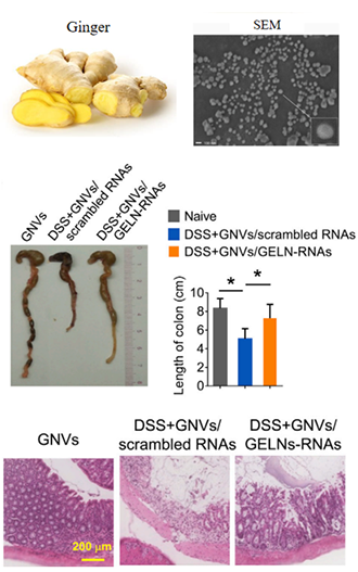 Biomolecules present in exosomes