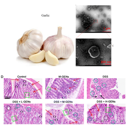 Biomolecules present in exosomes