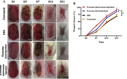 Biomolecules present in exosomes