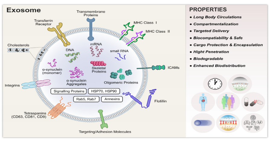 Biomolecules present in exosomes