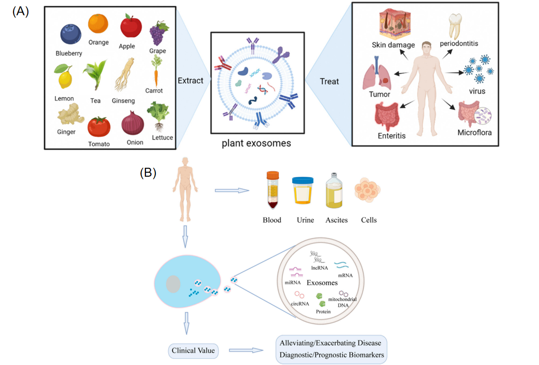 Composition of exosomes