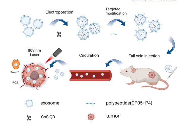 Composition of exosomes