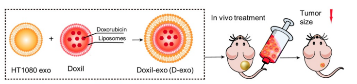 Composition of exosomes