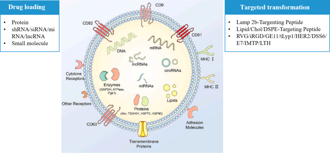 Composition of exosomes