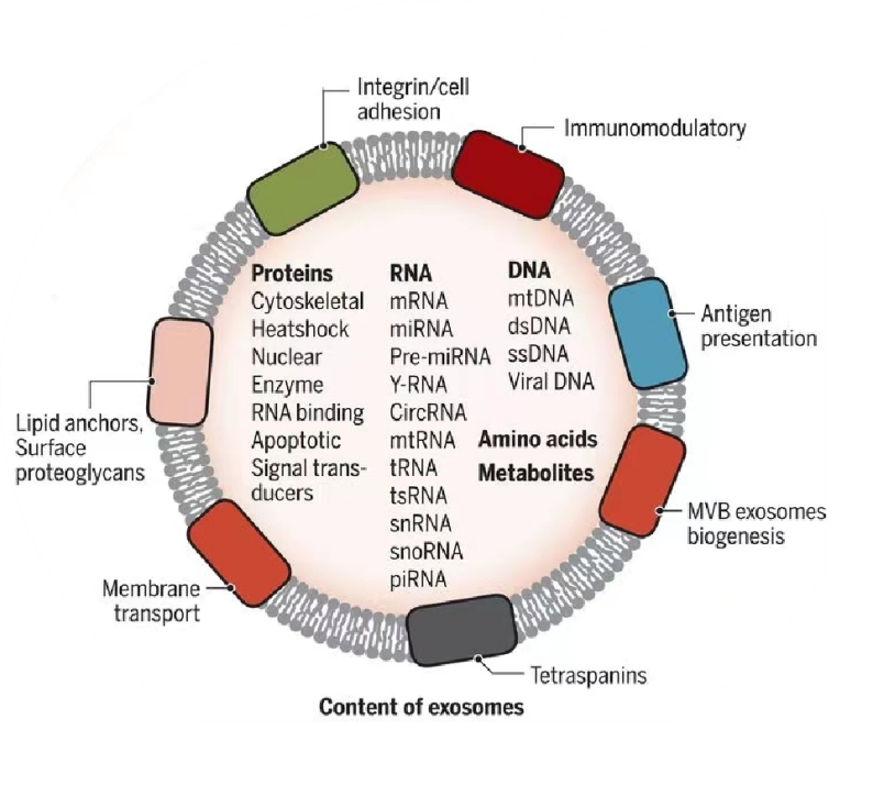 Composition of exosomes