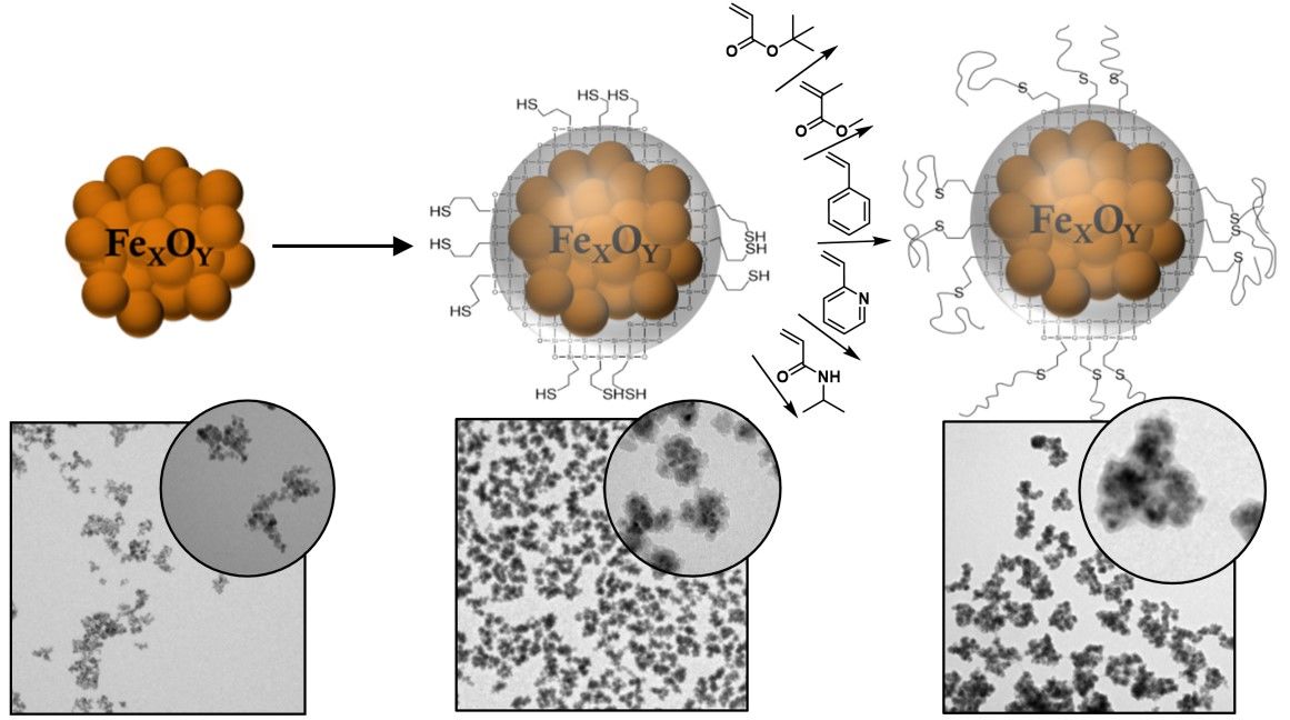 Figure 1. Surface Functionalization of Magnetic Nanoparticles Using a Thiol-Based Grafting-Through Approach.