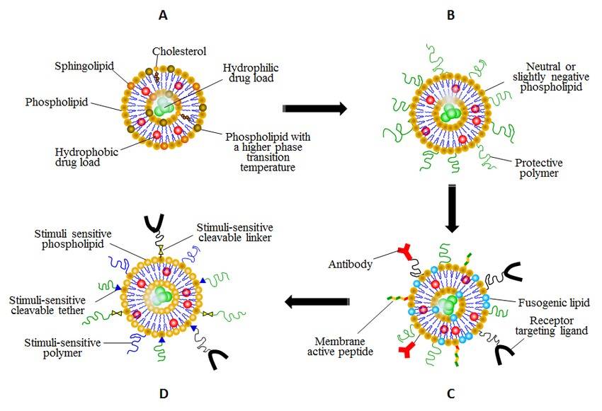 A Comprehensive Guide of Liposomal Delivery