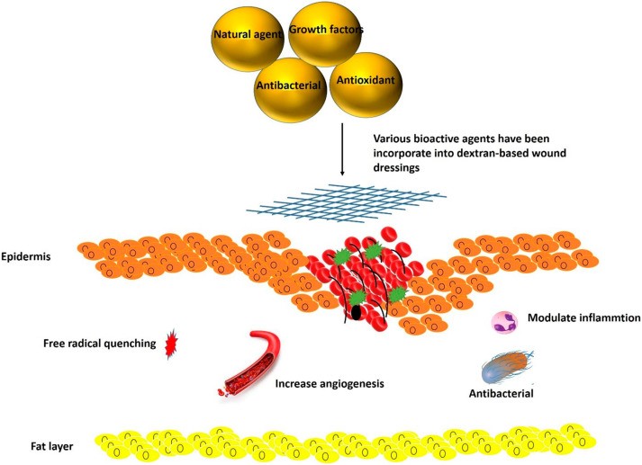 Figure 1. Dextran for bioactive wound dressing materials.