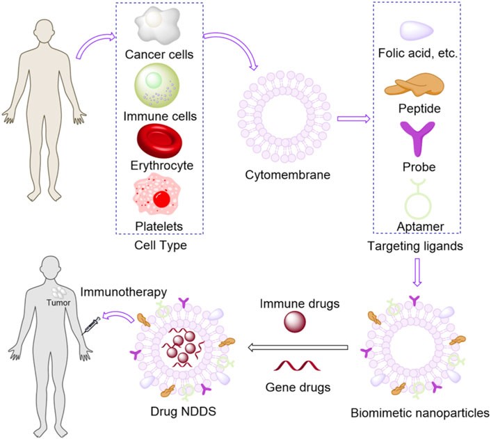 Bioinspired nanoparticles for tumor immunotherapy. (Yu H, et al.; 2022)