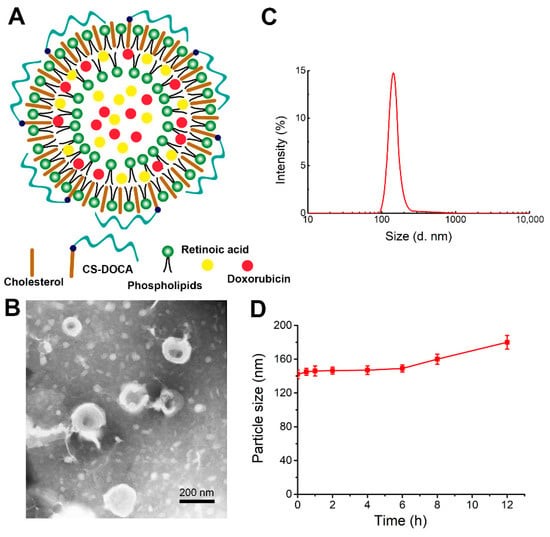 Figure 1. Characteristics of chondroitin sulfate modified liposomes.