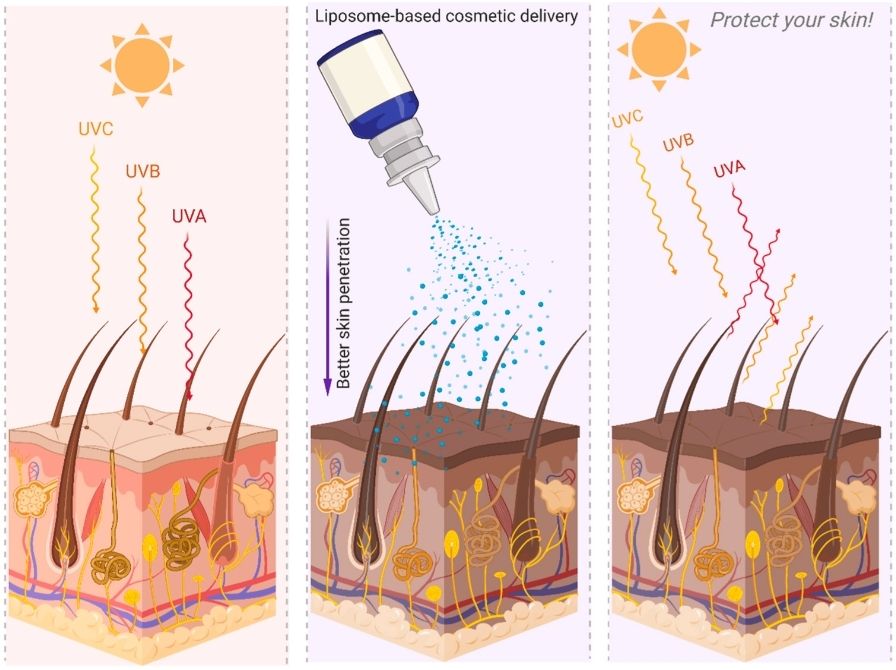 Figure 1: Liposomal systems for active substance delivery in cosmetics.