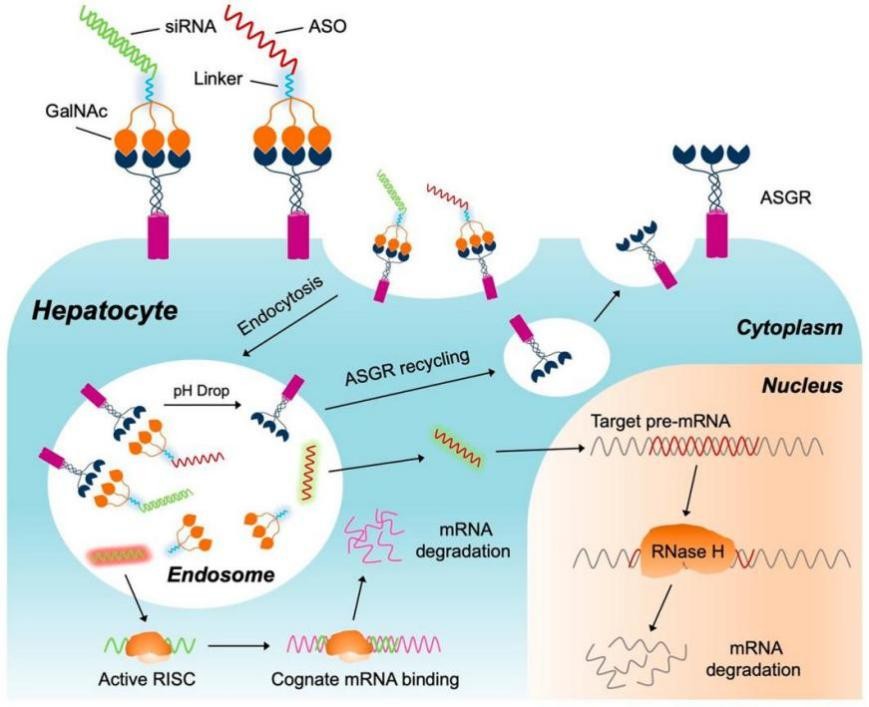 Figure 1: Specific binding of GaINAc to liver cells.