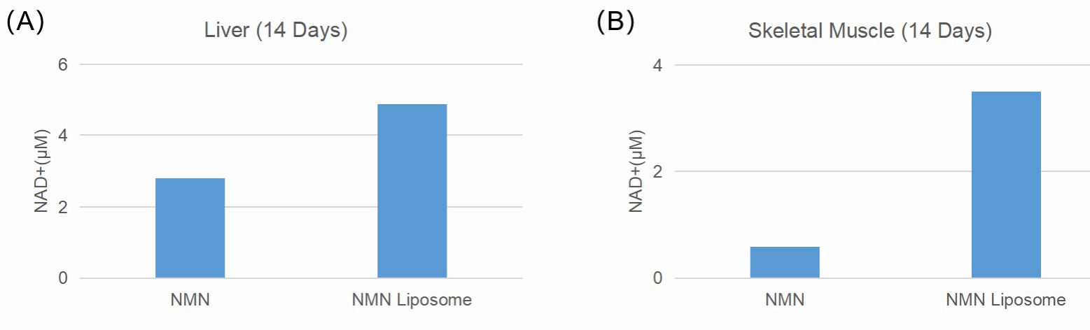 NAD+ levels in different parts of mice in the presence of liposomal NMN.