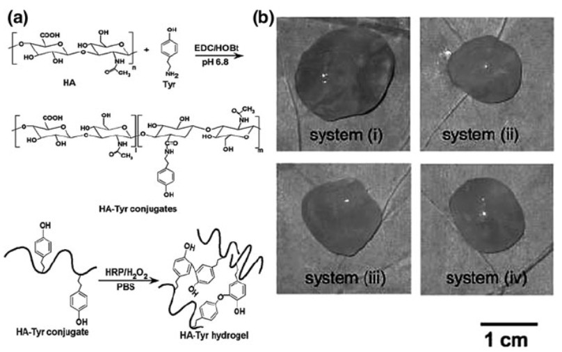 Research on Hyaluronic Acid Tyramine in Drug Delivery