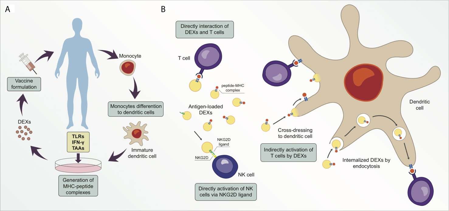 Research Progress of Tumor Exosome Vaccines