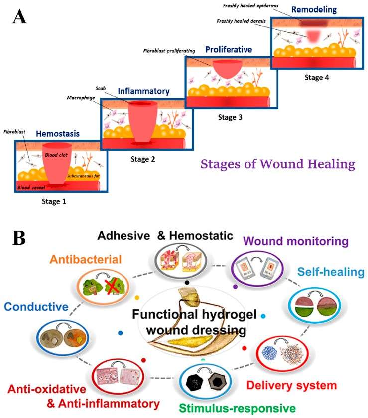 Stages of wound healing and various properties of multifunctional hydrogel wound dressings used in wound healing (Guo W, et al.; 2024)