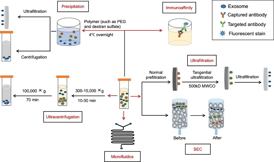 Schematic representation of exosome isolation technology. (Wang X, et al.; 2023)