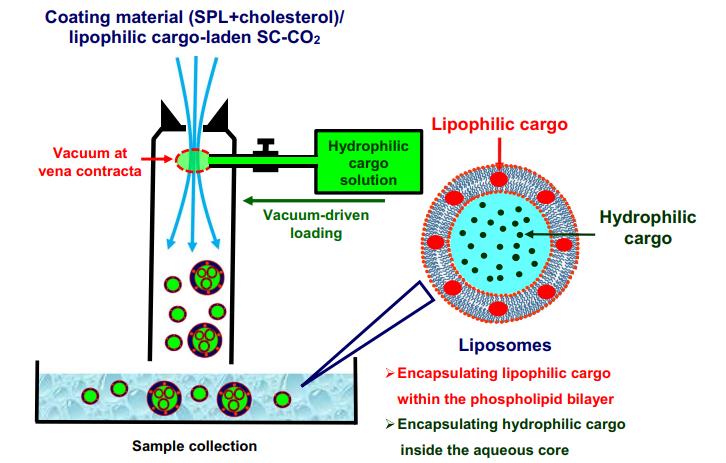 Figure 1. Liposomes produced by a supercritical fluid process.