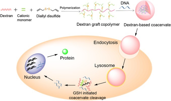 Figure 1. Dextran-based nanodroplets as potential gene carriers.